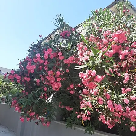 жени Apartman Carevo